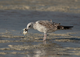 Lesser Black-backed Gull eating a crab at Busaiteen coast, Bahrain