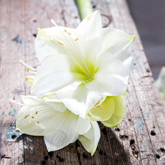 Bouquet of white lilies on a beige wooden bench.