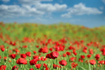 Fototapeta na wymiar poppies flower meadow landscape in spring season