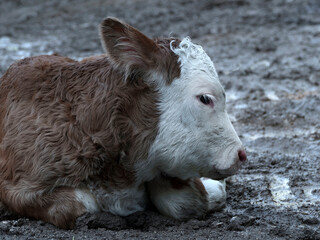 Fototapeta premium Young calf in the Bavarian mountains, Germany