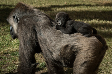 In the photo you can see a baby gorilla, a few months old, on the back of his gorilla mother.