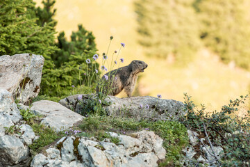 Alpine marmot between flowers