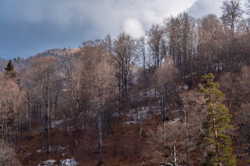 Obraz na płótnie Canvas Melting Snow In The Sunny Forest