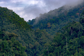 Fototapeta na wymiar The beautifull jungle around the Royal Belum state park in maleisia