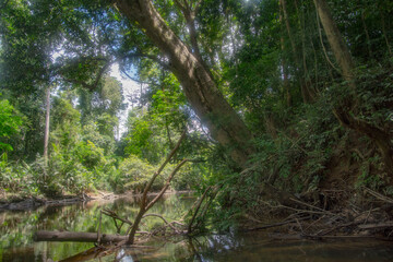 Fototapeta na wymiar the dense jungle of Taman negara in Maleisia