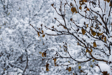 Snow on the branches of trees and bushes after a snowfall. Beautiful winter background with snow-covered trees. Plants in a winter forest park. Cold snowy weather. Cool texture of fresh snow. Closeup.