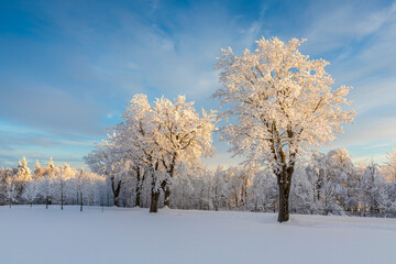 The snowy road in the woods Winter way after the snowfall through forest covered in snow. Beautiful sunny day with icy and frosty trees. Alps ski resort in christmas time. 