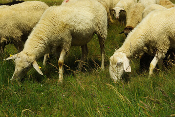 Fototapeta premium Sheep eating grass in a mountain pasture
