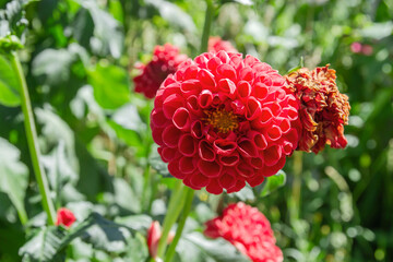 Dahlia flower