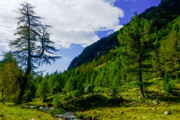 beautiful trees in a mountain valley in the summer