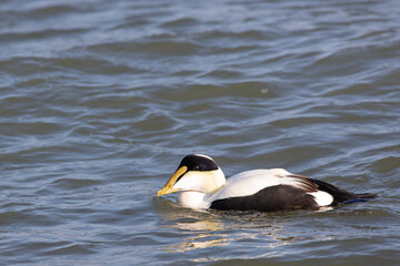 Fototapeta premium Common Eider drake - Somateria mollissima
