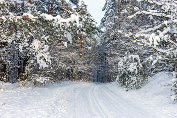 Road at white winter landscape in the forest