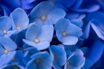 Hydrangea Macro