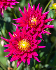 Dahlie Karma Purple Corona