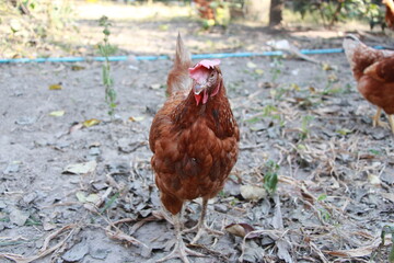 The hen was eating food on the ground outdoor at organic farm.
