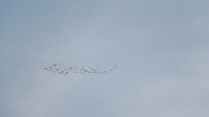 Silhouette of a flock of birds over beautiful blue sky background.