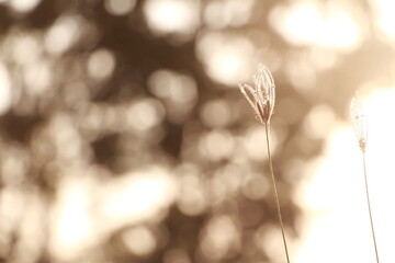 Grass flower with blur bokeh on background. Warm sunshine in autumn.