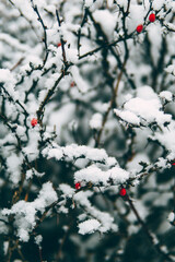 Schneebedeckter Busch mit Beeren