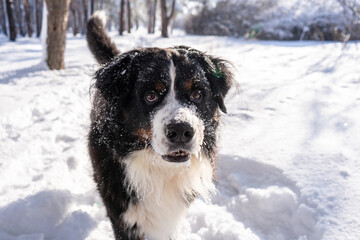 bernese mountain dog covered with snow walking through the big snow drifts. a lot of snow on winter streets