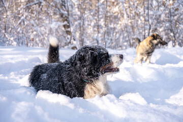 bernese mountain dog covered with snow play with homeless dog in the big snow drifts