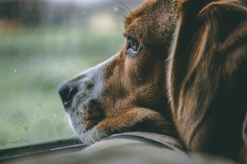 a beagle dog lies on a pillow and looks thoughtfully out the window, it is raining outside. a sad, bored look. dark tones