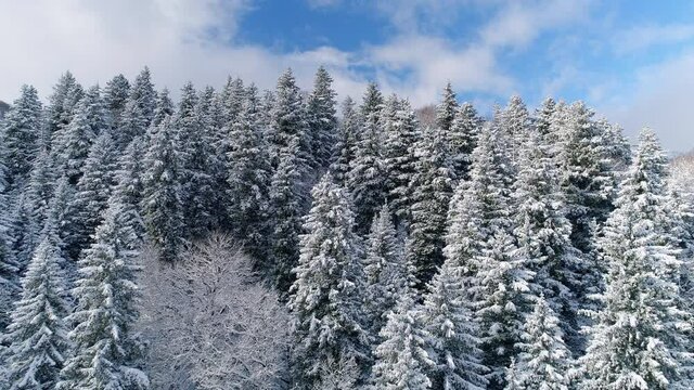 Beautiful Pine Forest Covered With Snow. Aerial view