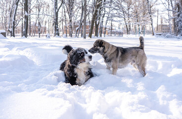 bernese mountain dog covered with snow play with homeless dog in the big snow drifts