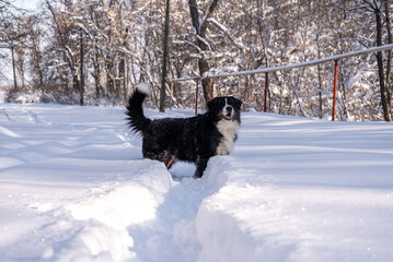 bernese mountain dog covered with snow walking through the big snow drifts. a lot of snow on winter streets