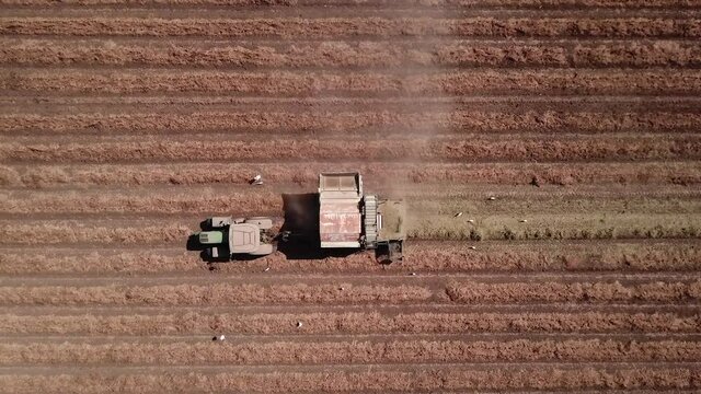 Peanut harvest done by a Tractor and Picker trailer.