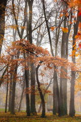 Foggy Autumn Forest. Heart shaped autumn forest detail with colorful leaves