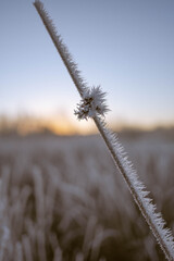 Hoarfrost on reed