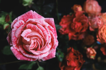 Close up of a beautiful rose in the garden
