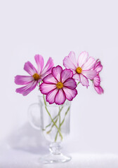 Summer romantic bouquet on a white background. Cosmos flowers in a glass vase.