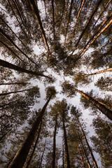 Tree crowns of the Palatinate Forest