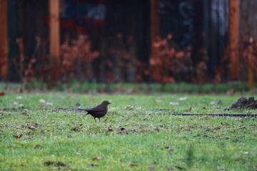 Spaziergang der Amsel
