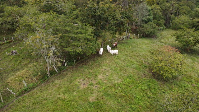 Vacas, ganado Ganader&iacute;a Colombiana departamento de Santander , Cercan&iacute;a Rural De V&eacute;lez 