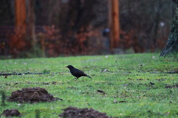 Spaziergang der Amsel