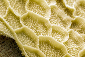 Close up cooked tripe on a white background


