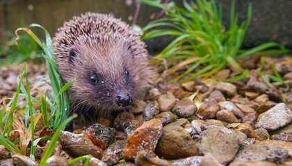 hedgehog foraging amongst stones