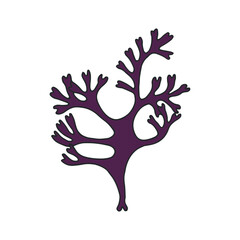 Irish Moss. Karagen algae. Vector stock illustration eps 10. hand drawing. 