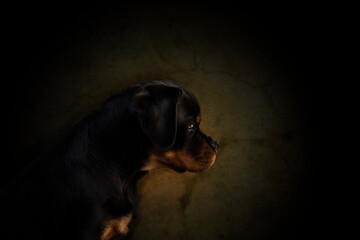 
Rottweiler profile portrait, 4 months old, on dark textured background.