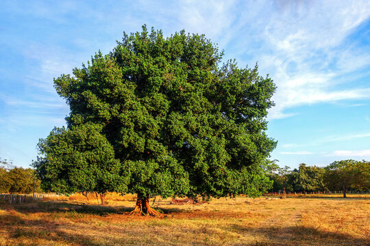 Guanacaste tree - the national tree of Costa Rica