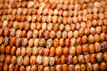 Portrait of neatly arrayed Bean close-up photo
