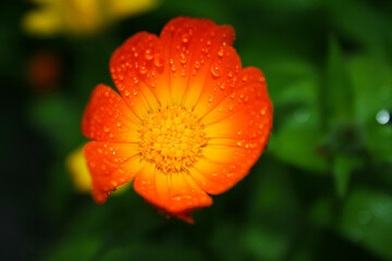 macro flower with drops