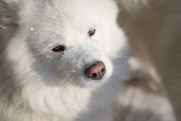 Close-up of a white fluffy Samoyed dog with snowflakes on its face. Winter white background