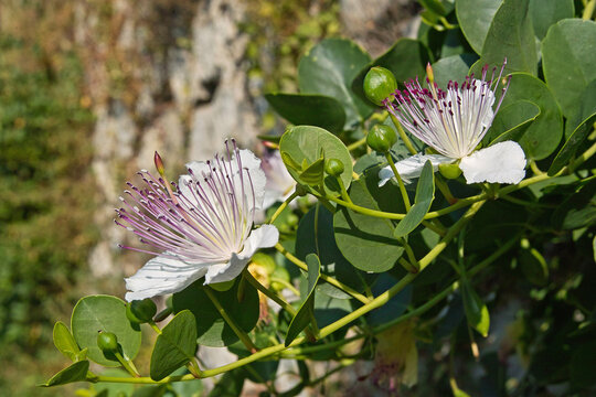 caper bush plant in bloom