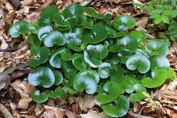 Gewöhnliche Haselwurz