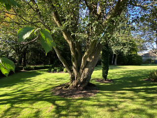 Fototapeta na wymiar Old tree, in a parkland setting, next to the, Green Lane road near, Halifax, Yorkshire, UK