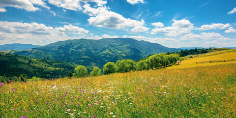 rural landscape with blooming grassy meadow. beautiful nature scenery of carpathian mountains on a sunny day. fluffy clouds on the blue sky