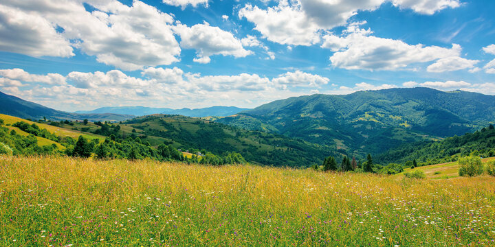 rural landscape with blooming grassy meadow. beautiful nature scenery of carpathian mountains on a sunny day. fluffy clouds on the blue sky